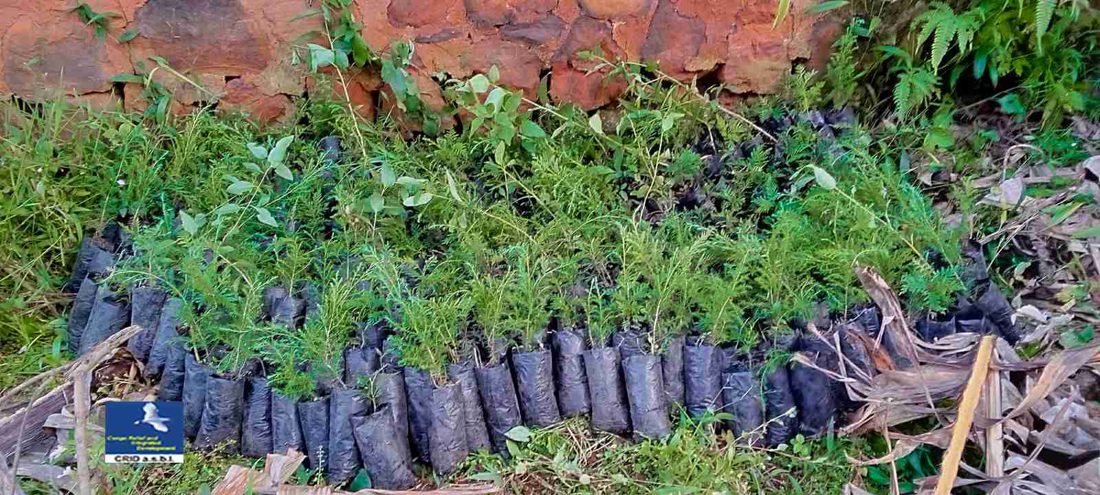 Sud-Kivu : le CRID remet 1.200 plants d'arbres à une école de KABARE 10 mars 2022